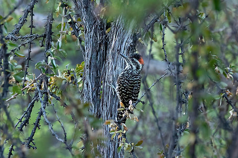 Striped Woodpecker (Dryobates lignarius) Corral Quemado, Santiago, Chile. Feb 12, 2024 Chile,Geotagged,Striped woodpecker,Summer,Veniliornis lignarius