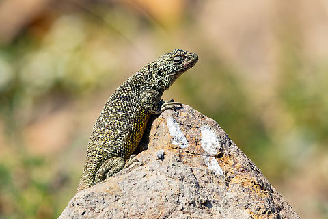 El Plomo Smooth-throated Lizard (Liolaemus bellii) Farellones, Santiago, Chile. Feb 12, 2024 Chile,Geotagged,Liolaemus bellii,Summer