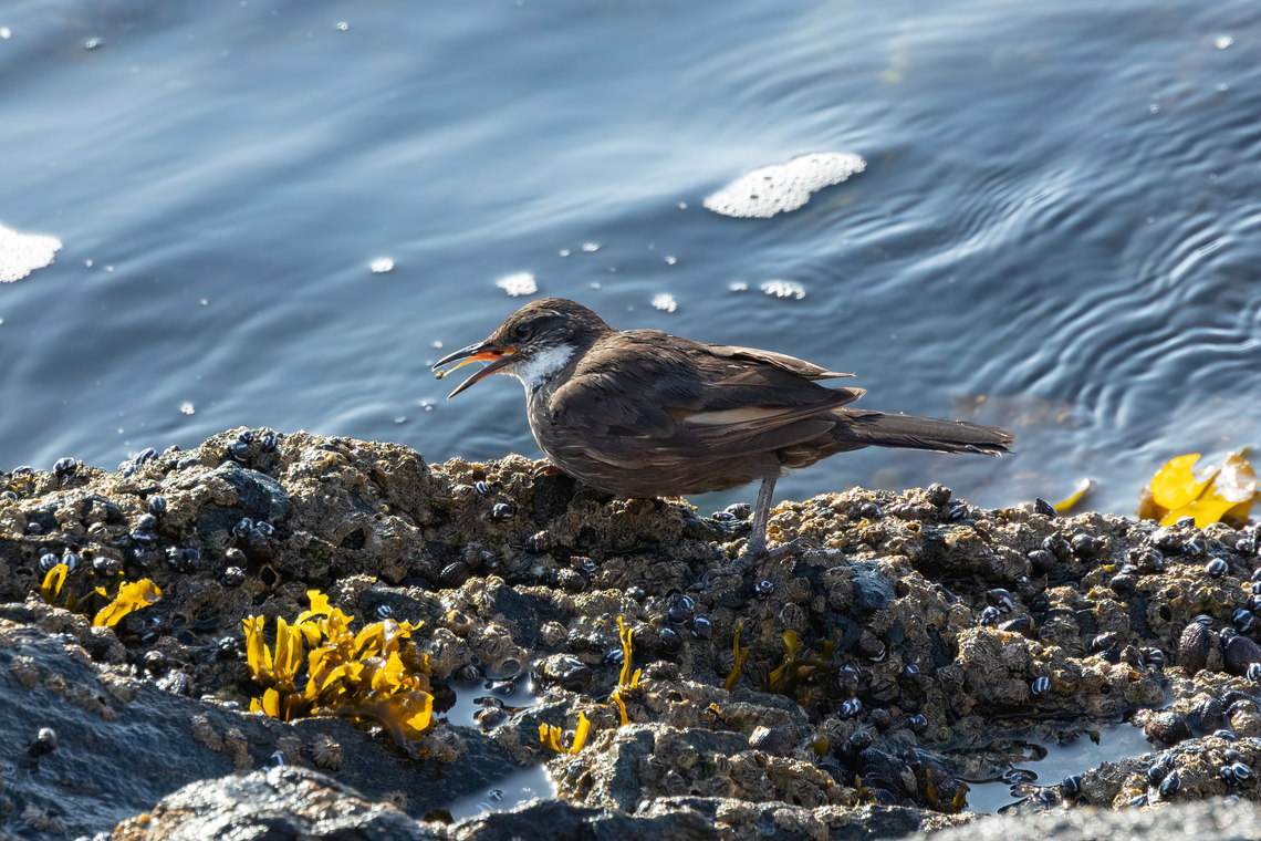 Seaside Cinclodes (Cinclodes nigrofumosus) Valparaiso, Chile. Feb 15, 2024 Chile,Chilean seaside cinclodes,Cinclodes nigrofumosus,Geotagged,Summer
