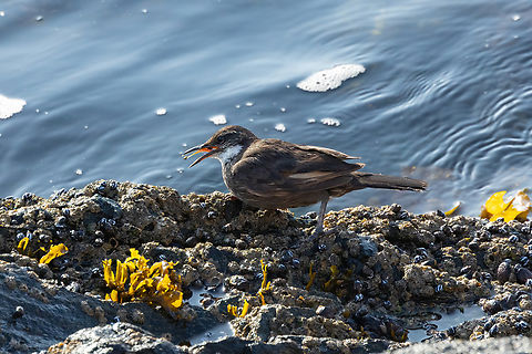 Seaside Cinclodes (Cinclodes nigrofumosus) Valparaiso, Chile. Feb 15, 2024 Chile,Chilean seaside cinclodes,Cinclodes nigrofumosus,Geotagged,Summer