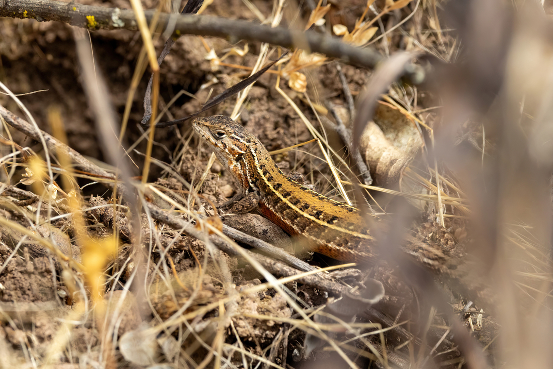 Valparaiso Smooth-throated Lizard (Liolaemus lemniscatus) Cerro La Campana, Olmu&eacute;, Chile. Feb 15, 2024 Chile,Geotagged,Liolaemus lemniscatus,Summer