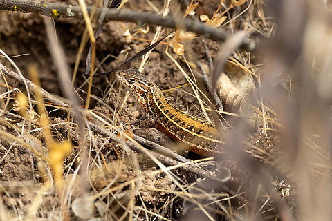 Valparaiso Smooth-throated Lizard