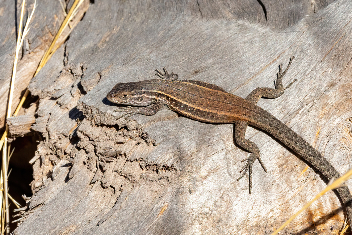Dusky Smooth-throated Lizard (Liolaemus fuscus) Cerro La Campana, Olmu&eacute;, Chile. Feb 15, 2024 Chile,Geotagged,Liolaemus fuscus,Summer