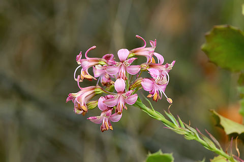 Alstroemeria revoluta (Alstroemeriaceae) Cerro La Campana, Olmu&eacute;, Chile. Feb 15, 2024 Alstroemeria revoluta,Chile,Geotagged,Summer