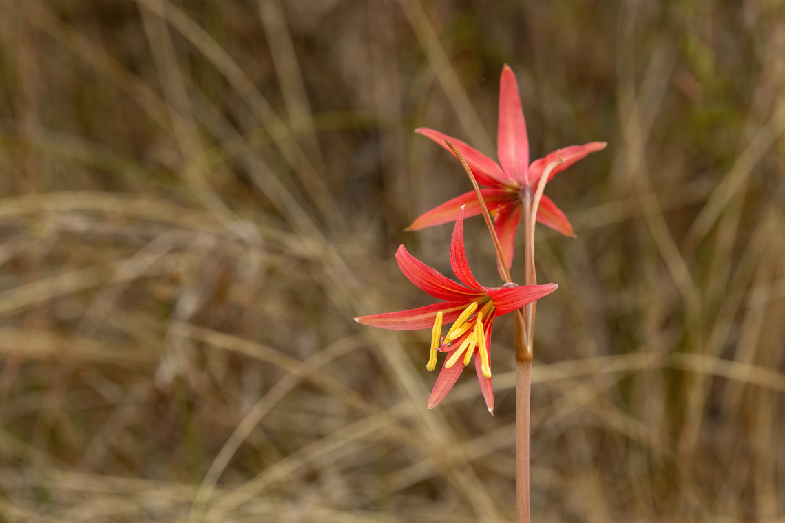 Zephyranthes advena (Amaryllidaceae) Cerro La Campana, Olmu&eacute;, Chile. Feb 15, 2024 Chile,Geotagged,Summer,Zephyranthes advena