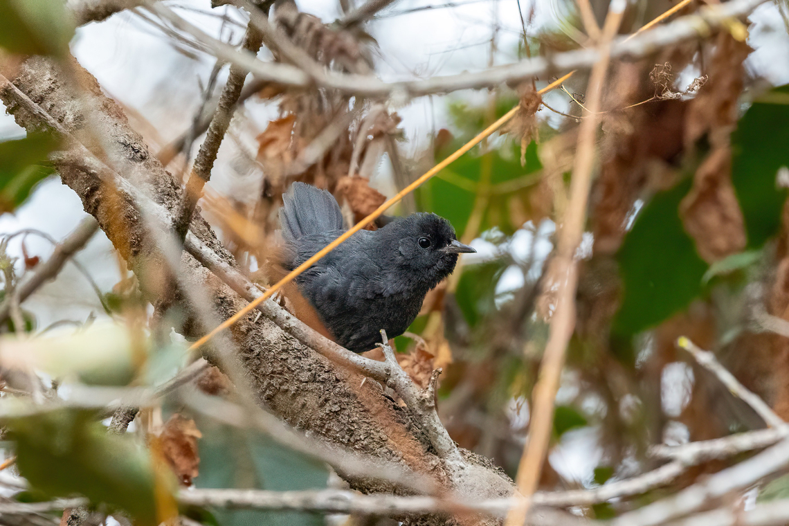 Dusky Tapaculo (Scytalopus fuscus) Cerro La Campana, Olmu&eacute;, Chile. Feb 15, 2024 Chile,Dusky tapaculo,Geotagged,Scytalopus fuscus,Summer