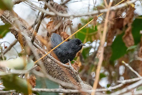 Dusky tapaculo