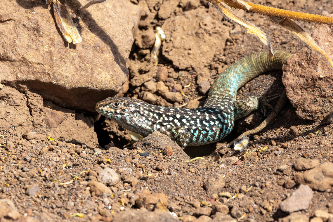 Black-green Smooth-throated Lizard (Liolaemus nigroviridis) Farellones, Santiago, Chile. Feb 12, 2024 Chile,Geotagged,Liolaemus nigroviridis,Summer