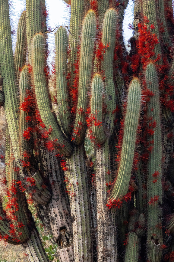 Chilean Cactus Mistletoe (Tristerix aphyllus) Farellones, Santiago, Chile. Feb 12, 2024 Chile,Geotagged,Summer,Tristerix aphyllus