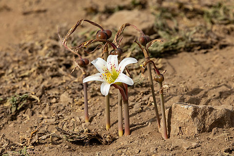 Rhodolirium montanum