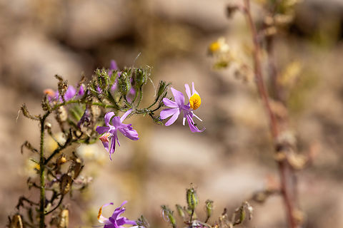 Mariposita (Schizanthus hookeri) Farellones, Santiago, Chile. Feb 12, 2024 Chile,Geotagged,Schizanthus hookeri,Summer
