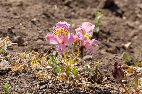 Alstroemeria pallida (Alstroemeriaceae) Farellones, Santiago, Chile. Feb 12, 2024 Alstroemeria pallida,Chile,Geotagged,Summer