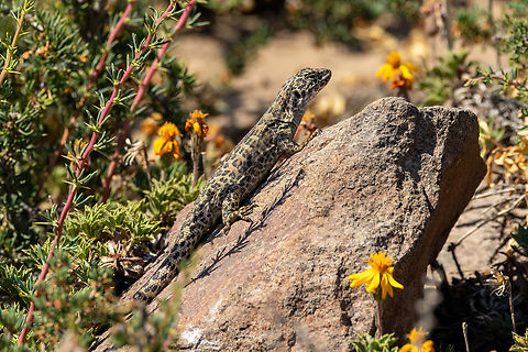 Leopard Smooth-throated Lizard (Liolaemus leopardinus) Farellones, Santiago, Chile. Feb 12, 2024 Chile,Geotagged,Liolaemus leopardinus,Summer