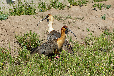 Black-faced ibis (Theristicus melanopis) couple Punta de Bombon, Arequipa, Peru. Feb 23, 2024 Black-faced ibis,Geotagged,Peru,Summer,Theristicus melanopis