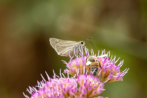 Lerodea gracia (Hesperiidae) SN Lagunas de Mejia, Arequipa, Peru. Feb 23, 2024 Geotagged,Lerodea gracia,Peru,Summer