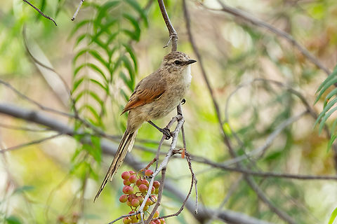Plain-mantled tit-spinetail (Leptasthenura aegithaloides) Quebrada I&ntilde;ane, Arequipa, Peru. Feb 23, 2024 Geotagged,Leptasthenura aegithaloides,Peru,Plain-mantled tit-spinetail,Summer