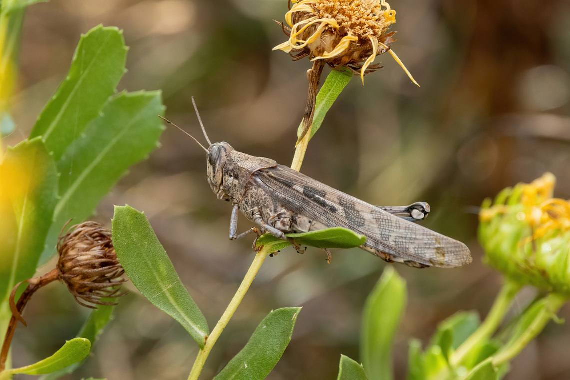 Peruvian Locust (Schistocerca interrita) Quebrada I&ntilde;ane, Arequipa, Peru. Feb 23, 2024 Geotagged,Peru,Peruvian Locust,Schistocerca interrita,Summer