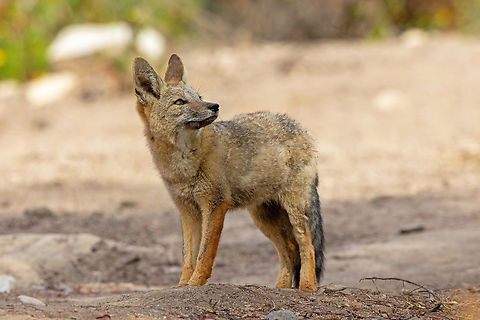 Culpeo (Lycalopex culpaeus) Quebrada I&ntilde;ane, Arequipa, Peru. Feb 23, 2024 Culpeo,Geotagged,Lycalopex culpaeus,Peru,Summer