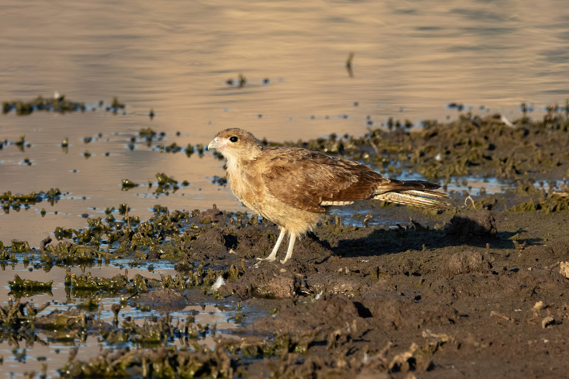 Chimango Caracara (Milvago chimango) SN Laguna Batuco, Santiago, Chile. Feb 13, 2024 Chile,Chimango Caracara,Geotagged,Milvago chimango,Summer