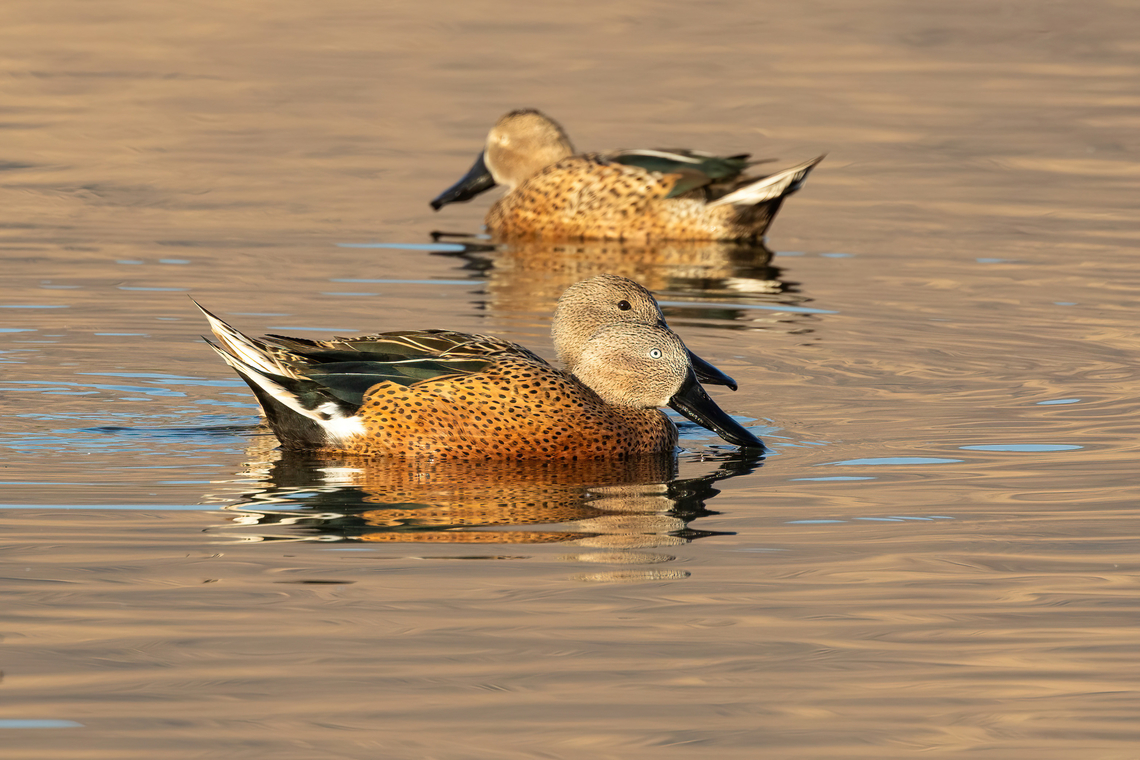 Red shoveler (Spatula platalea) SN Laguna Batuco, Santiago, Chile. Feb 13, 2024 Chile,Geotagged,Red shoveler,Spatula platalea,Summer