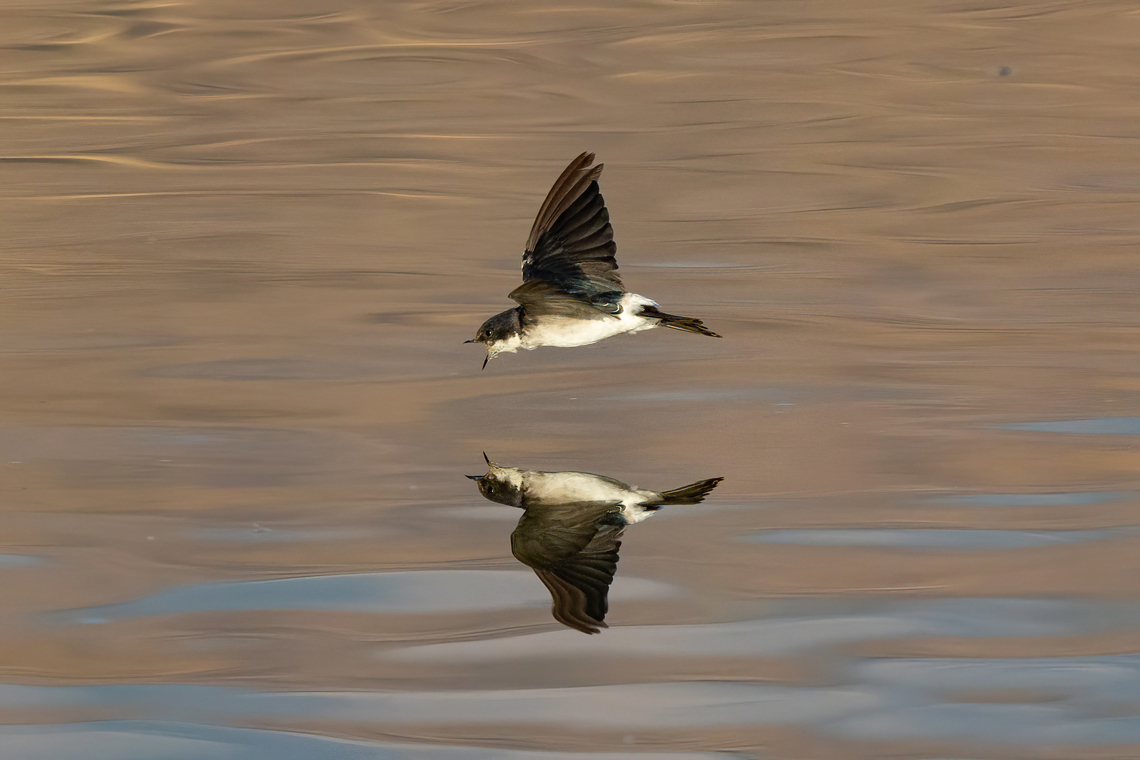 Chilean swallow (Tachycineta leucopyga) SN Laguna Batuco, Santiago, Chile. Feb 13, 2024 Chile,Chilean swallow,Geotagged,Summer,Tachycineta leucopyga