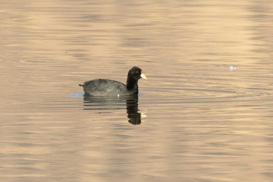 White-winged coot (Fulica leucoptera) SN Laguna Batuco, Santiago, Chile. Feb 13, 2024 Chile,Fulica leucoptera,Geotagged,Summer,White-winged coot