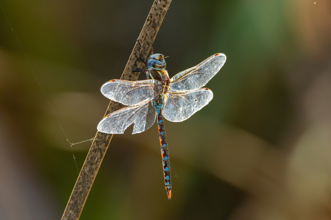 Rhionaeschna confusa (Aeshnidae) SN Laguna Batuco, Santiago, Chile. Feb 13, 2024 Chile,Geotagged,Rhionaeschna confusa,Summer