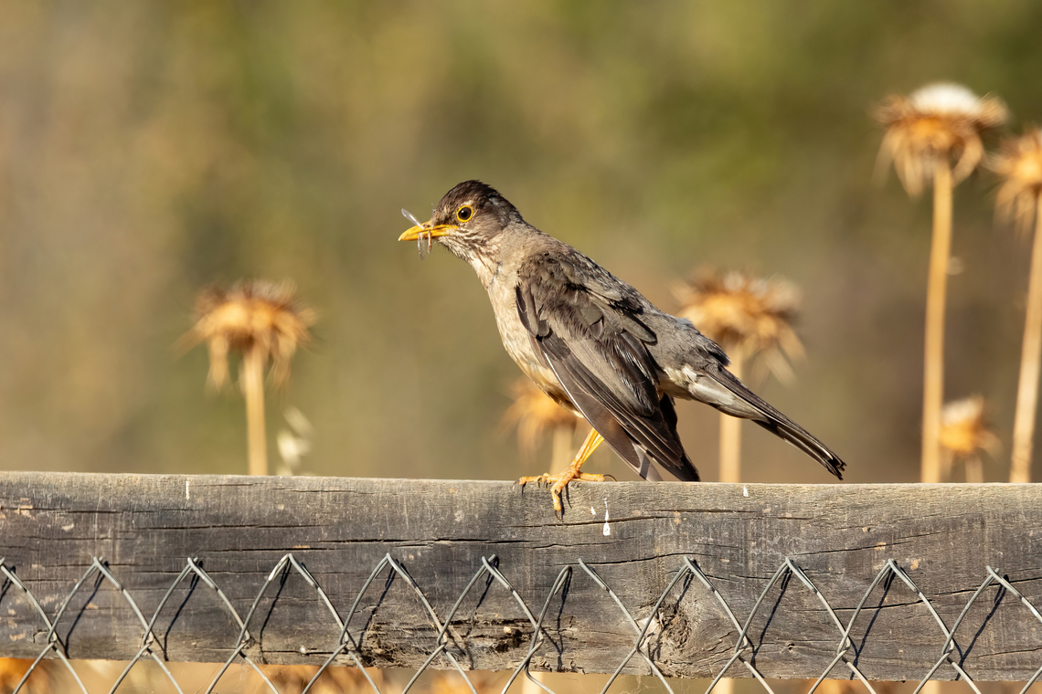 Austral thrush (Turdus falcklandii) Olmu&eacute;, Chile. Feb 13, 2024 Austral thrush,Chile,Geotagged,Summer,Turdus falcklandii