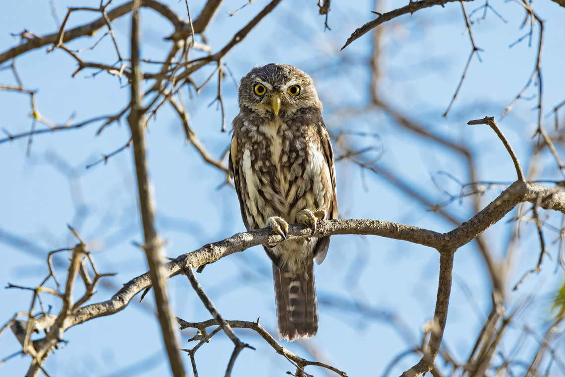 Austral pygmy owl (Glaucidium nana) Olmu&eacute;, Chile. Feb 13, 2024<br />
 Austral pygmy owl,Chile,Geotagged,Glaucidium nana,Summer