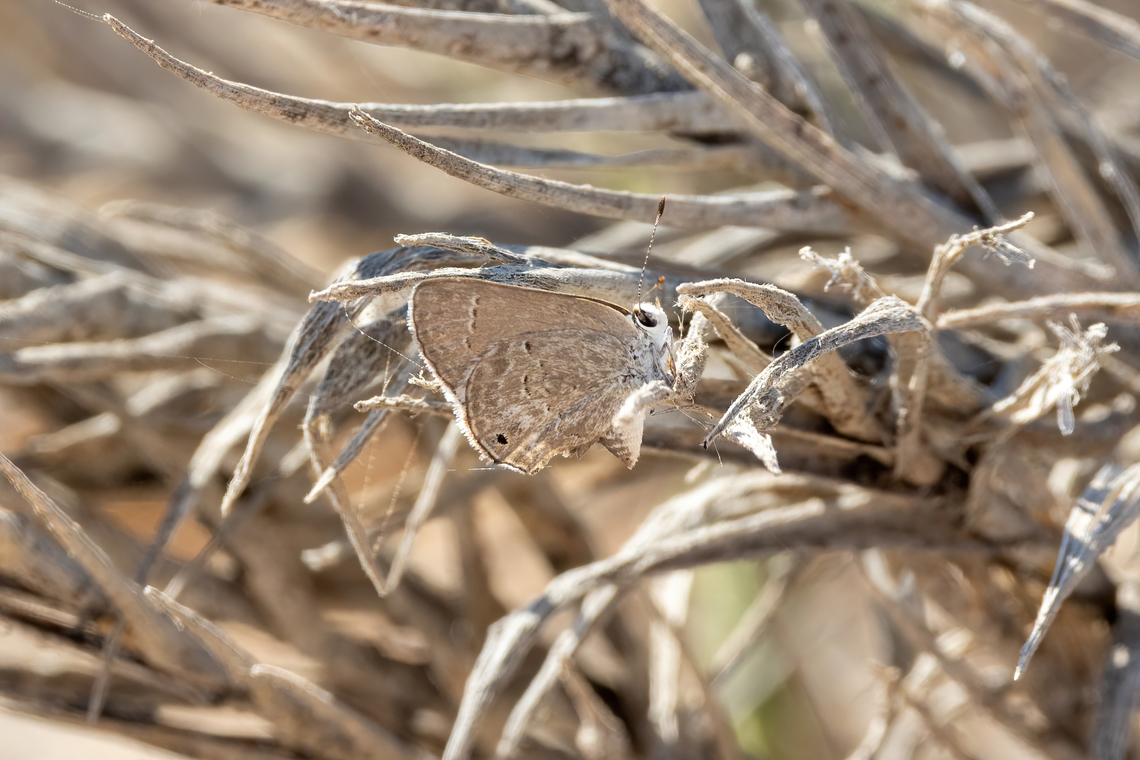 Cramer’s Scrub-Hairstreak (Strymon bubastus) Los Palos, Tacna, Peru. Feb 22, 2024 Bubastus Hairstreak,Geotagged,Peru,Strymon bubastus,Summer