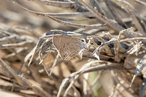 Cramer’s Scrub-Hairstreak (Strymon bubastus) Los Palos, Tacna, Peru. Feb 22, 2024 Bubastus Hairstreak,Geotagged,Peru,Strymon bubastus,Summer