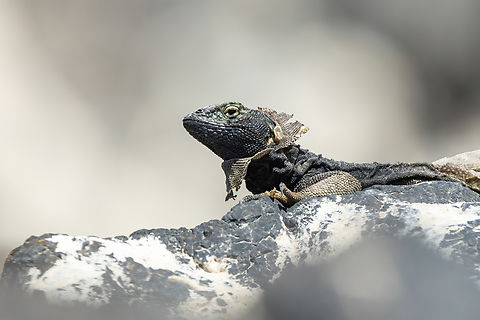 Four-banded Pacific iguana