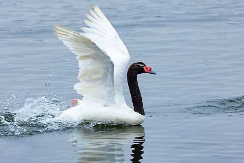 Black-necked Swan (Cygnus melancoryphus) Rio Maipo Estuary, Valparaiso, Chile. Feb 16, 2024 Black-necked swan,Chile,Cygnus melancoryphus,Geotagged,Summer