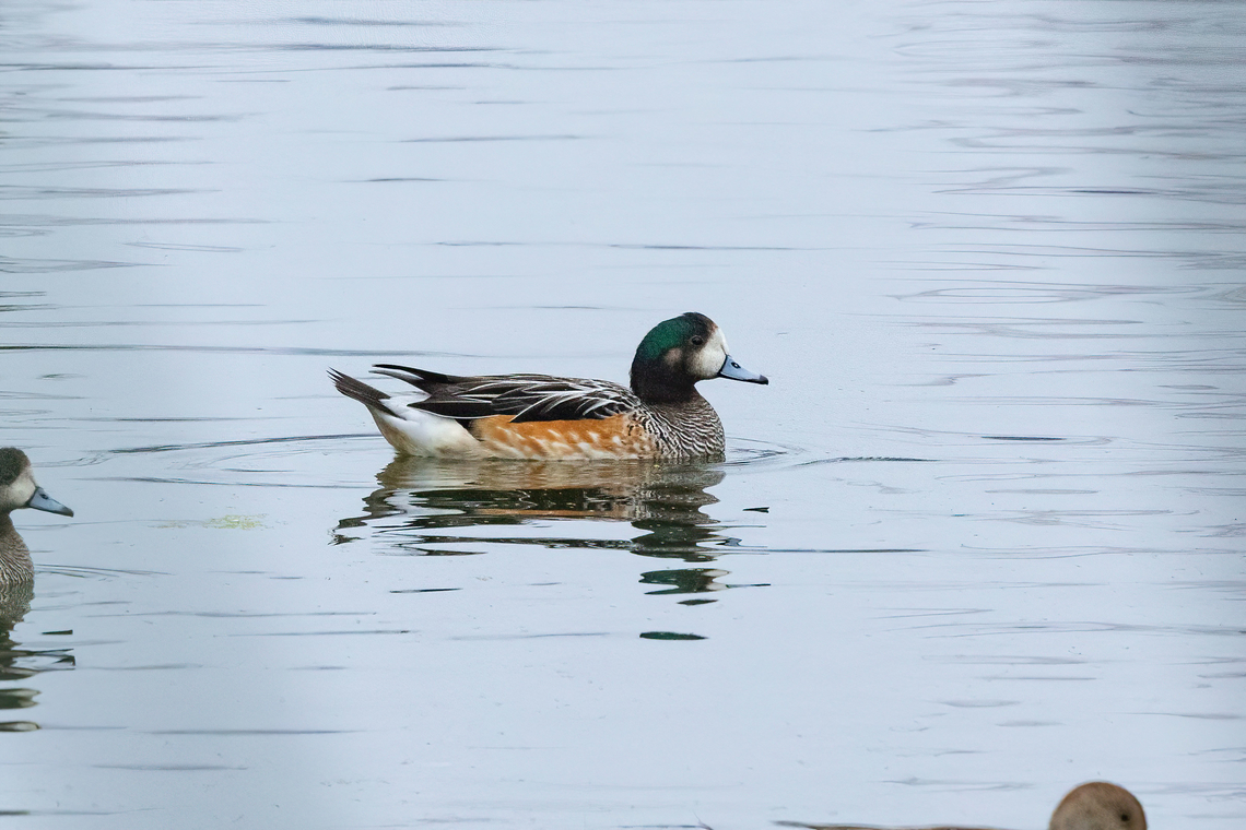Chiloé wigeon (Mareca sibilatrix) Rio Maipo Estuary, Valparaiso, Chile. Feb 16, 2024<br />
 Chile,Chiloé wigeon,Geotagged,Mareca sibilatrix,Summer