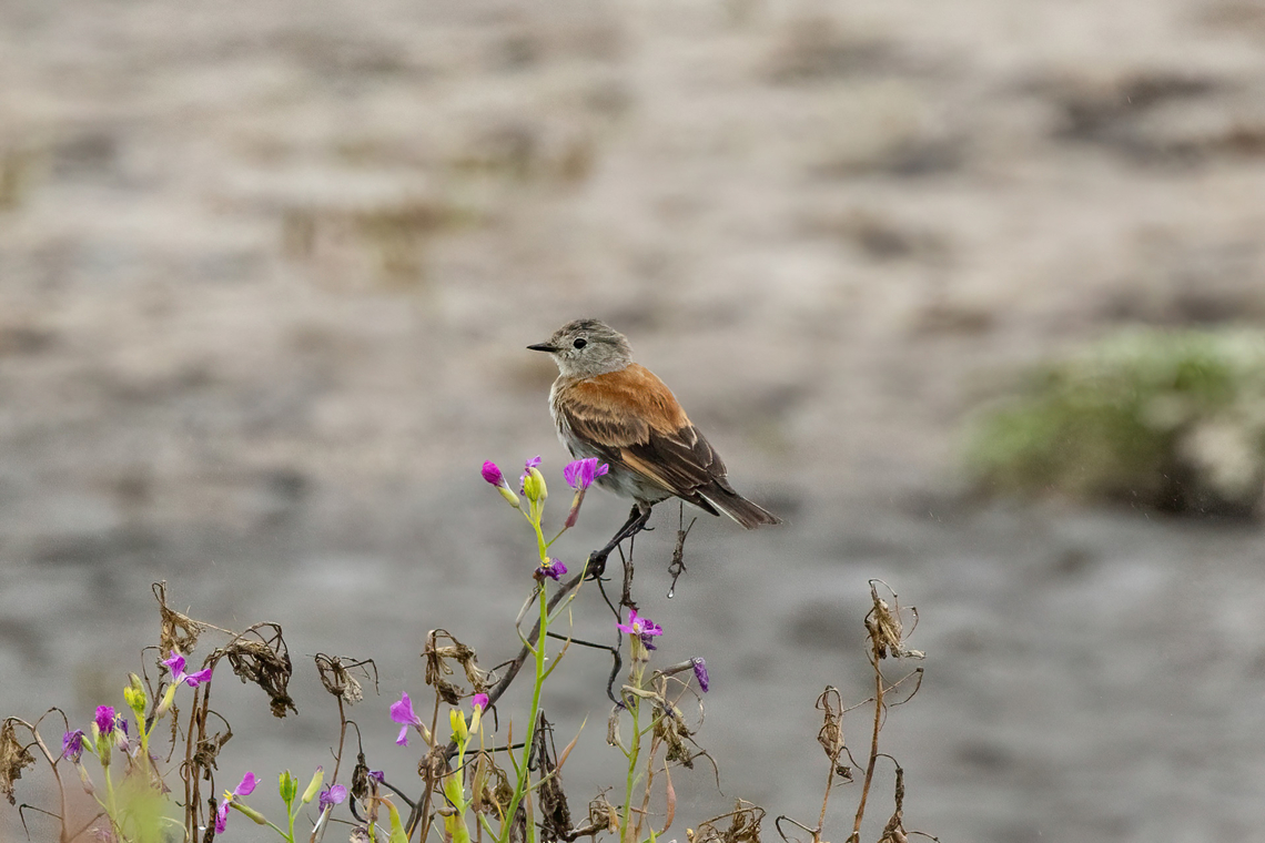 Austral negrito (Lessonia rufa) Rio Maipo Estuary, Valparaiso, Chile. Feb 16, 2024 Austral negrito,Chile,Geotagged,Lessonia rufa,Summer