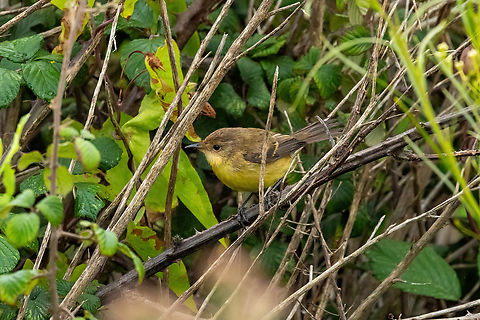 Ticking doradito (Pseudocolopteryx citreola) Rio Maipo Estuary, Valparaiso, Chile. Feb 16, 2024 Chile,Geotagged,Pseudocolopteryx citreola,Summer,Ticking doradito