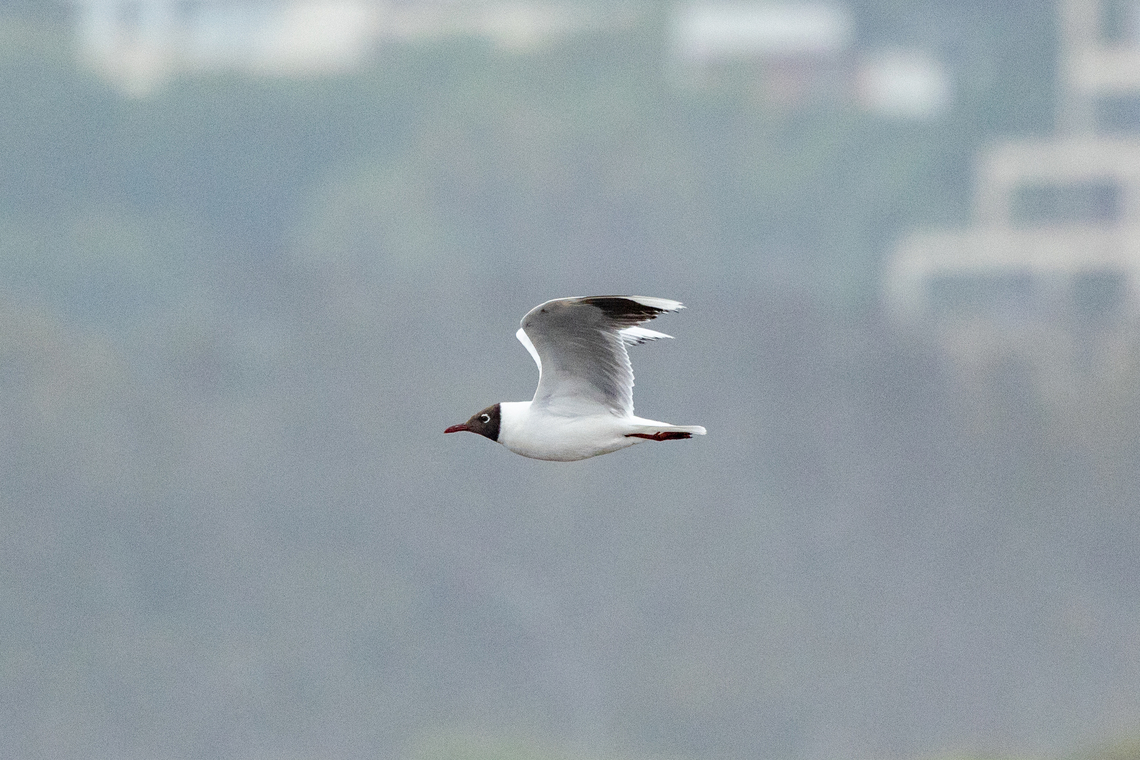 Brown-hooded Gull (Chroicocephalus maculipennis) Rio Maipo Estuary, Valparaiso, Chile. Feb 16, 2024 Brown-hooded gull,Chile,Chroicocephalus maculipennis,Geotagged,Summer
