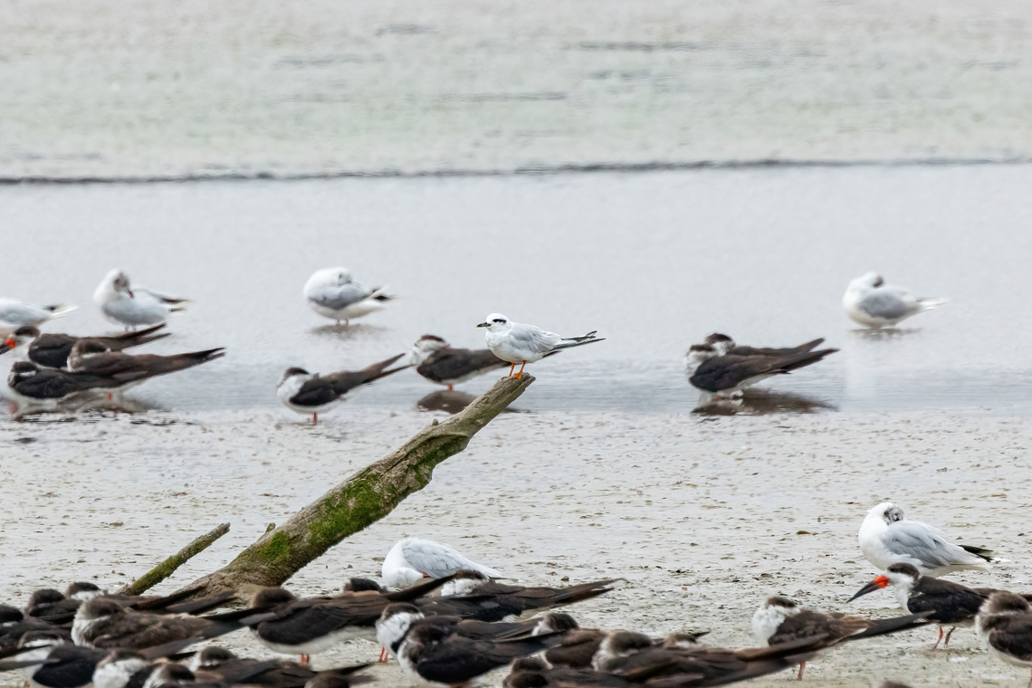 Snowy-crowned tern (Sterna trudeaui) Rio Maipo Estuary, Valparaiso, Chile. Feb 16, 2024 Chile,Geotagged,Snowy-crowned tern,Sterna trudeaui,Summer