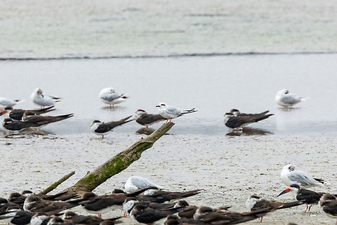 Snowy-crowned tern (Sterna trudeaui) Rio Maipo Estuary, Valparaiso, Chile. Feb 16, 2024 Chile,Geotagged,Snowy-crowned tern,Sterna trudeaui,Summer