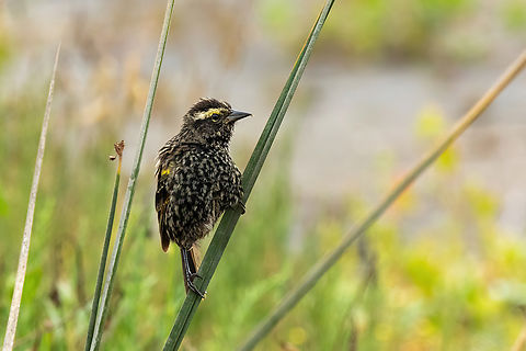 Yellow-winged Blackbird (Agelasticus thilius) Rio Maipo Estuary, Valparaiso, Chile. Feb 16, 2024 Agelasticus thilius,Chile,Geotagged,Summer,Yellow-winged blackbird