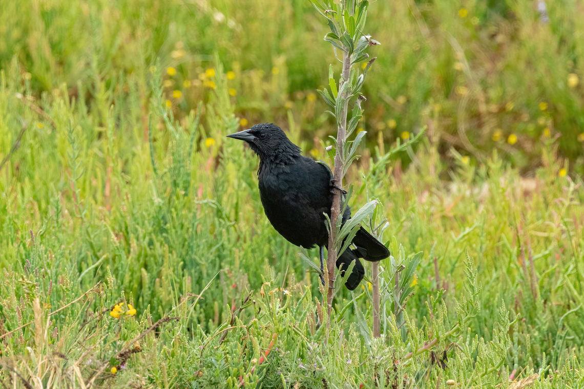 Austral blackbird (Curaeus curaeus) Rio Maipo Estuary, Valparaiso, Chile. Feb 16, 2024 Austral blackbird,Chile,Curaeus curaeus,Geotagged,Summer