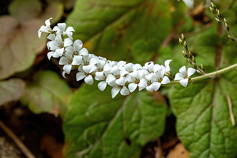 Bridal Wreath