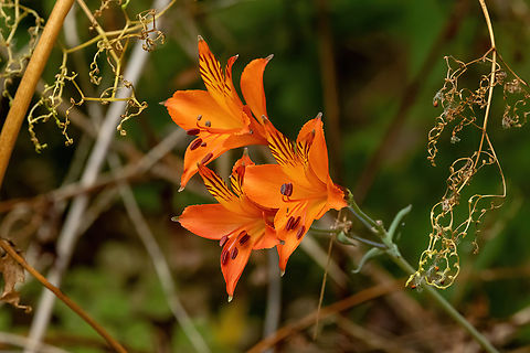 Alstroemeria ligtu (Alstroemeriaceae) SN Quebrada Cordova, Valparaiso, Chile. Feb 16, 2024 Alstroemeria ligtu,Chile,Geotagged,Summer