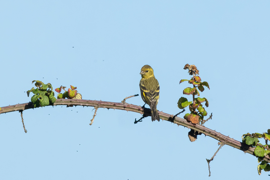 Black-chinned siskin (Spinus barbatus) Estero Mantagua, Valparaiso, Chile. Feb 17, 2024 Black-chinned siskin,Chile,Geotagged,Spinus barbatus,Summer