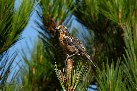 Rufous-tailed plantcutter (Phytotoma rara) Estero Mantagua, Valparaiso, Chile. Feb 17, 2024 Chile,Geotagged,Phytotoma rara,Rufous-tailed plantcutter,Summer