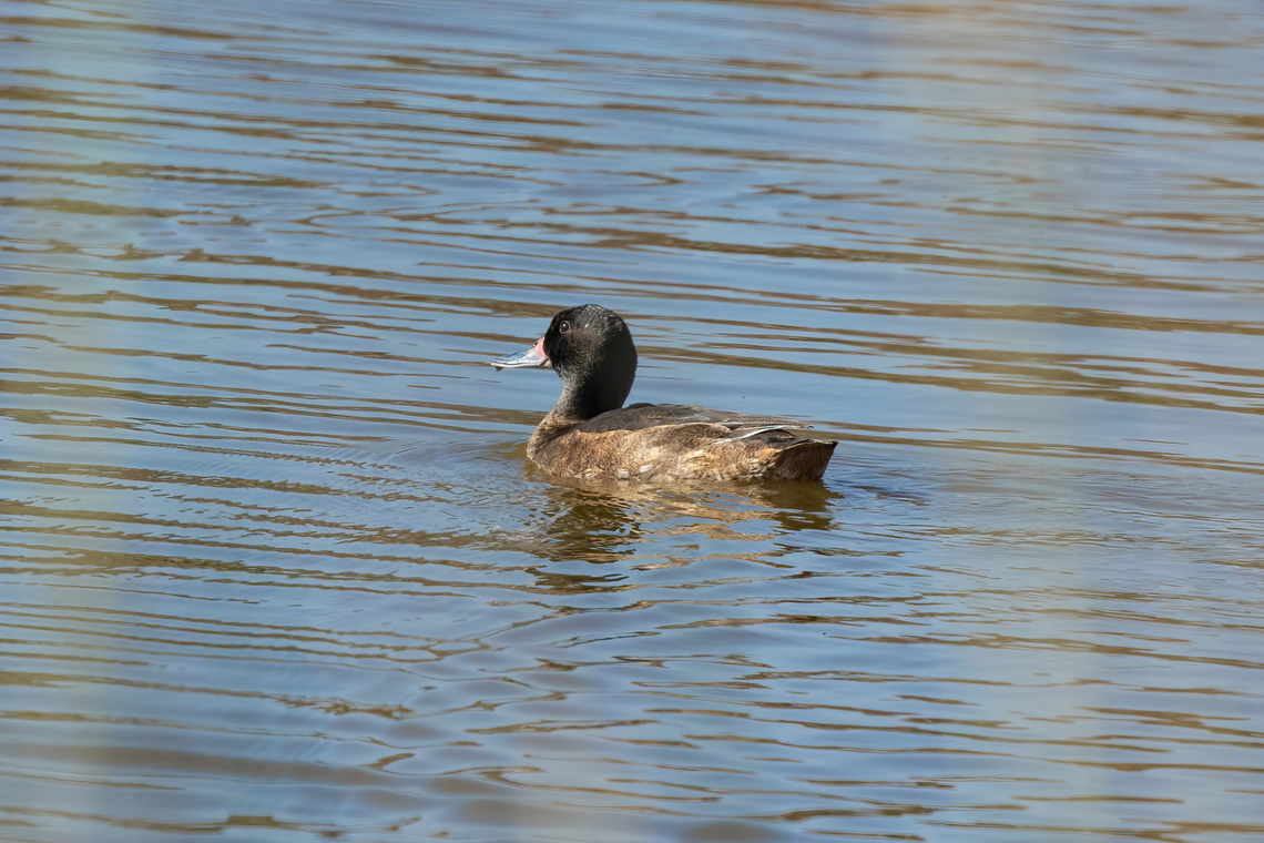 Black-headed Duck (Heteronetta atricapilla) Estero Mantagua, Valparaiso, Chile. Feb 17, 2024 Black-headed duck,Chile,Geotagged,Heteronetta atricapilla,Summer