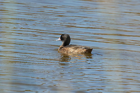 Black-headed Duck (Heteronetta atricapilla) Estero Mantagua, Valparaiso, Chile. Feb 17, 2024 Black-headed duck,Chile,Geotagged,Heteronetta atricapilla,Summer
