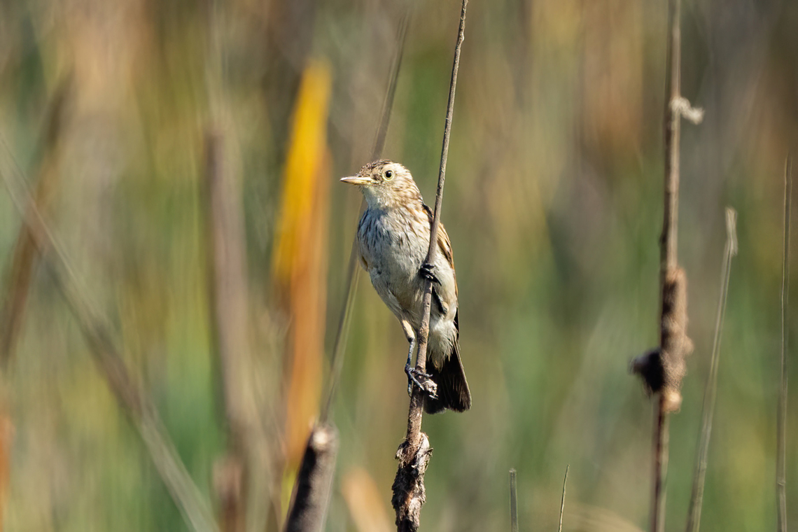 Spectacled Tyrant (Hymenops perspicillatus) Estero Mantagua, Valparaiso, Chile. Feb 17, 2024 Chile,Geotagged,Hymenops perspicillatus,Spectacled tyrant,Summer
