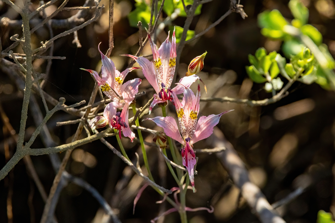 Alstroemeria hookeri (Alstroemeriaceae) Estero Mantagua, Valparaiso, Chile. Feb 17, 2024 Alstroemeria hookeri,Chile,Geotagged,Summer