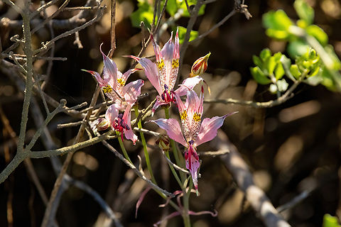 Alstroemeria hookeri (Alstroemeriaceae) Estero Mantagua, Valparaiso, Chile. Feb 17, 2024 Alstroemeria hookeri,Chile,Geotagged,Summer